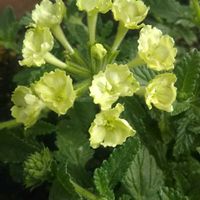 トレニア,バーベナラナイ　アップルグリーン,挿し芽,新入りさん,花のある暮らしの画像