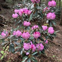 シャクナゲ,神戸市立森林植物園,お出かけ先の画像