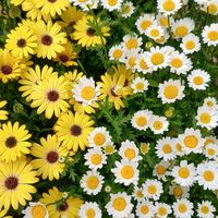 シャクヤク,シャクヤク,ネモフィラ,ネモフィラ,ノースポールの画像