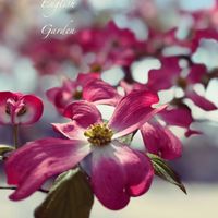 キキョウ,ハナミズキ,ハナミズキ,ハナミズキ,手乗りハス　暁天の画像