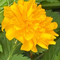 ヤマブキ,八重山吹,平和を願う,幸せの黄色いお花,頑張ろう日本❣️の画像