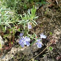 ローズマリー,ローズマリー,庭の画像