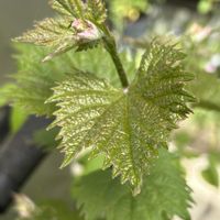 ブドウ,果物,果樹,種から,暮らしを楽しむの画像