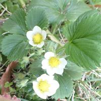 イチゴ,花壇,庭の画像