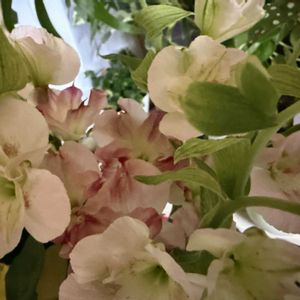 アルストロメリア,グリーンアイス,ジュリア,イソヒヨドリ♂,野鳥の画像