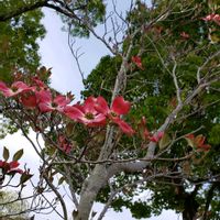 鉢植え,花のある暮らし,緑のある暮らし,可愛いお花,綺麗なお花の画像