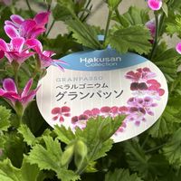 ペラルゴニウム,ペラルゴニウム グランパッソ,ピンクの花,夏の花,暮らしを楽しむの画像