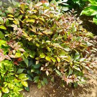 アスチルベ,アスチルベ,ガーデニング,ボタニカルライフ,お庭の植物の画像