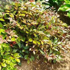 アスチルベ,アスチルベ,ガーデニング,ボタニカルライフ,お庭の植物の画像