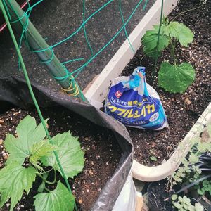ゴーヤ,ガーデニング,ネコ好き,プランター野菜,夏野菜の画像