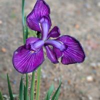 イチハツ,ハナショウブ,ハナショウブ,ハナショウブ,癒しの薄紫の画像