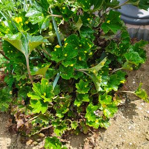 ツワブキ,ガーデニング,ボタニカルライフ,山野草,お庭の植物の画像