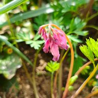 ヒメケマンソウ,ガーデニング,ボタニカルライフ,山野草,お庭の植物の画像