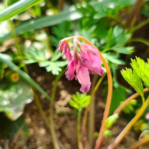 ヒメケマンソウ,ガーデニング,ボタニカルライフ,山野草,お庭の植物の画像