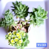 マッコス,ダイソー,エケベリア属,セデベリア属,植物男子ベランダーの画像