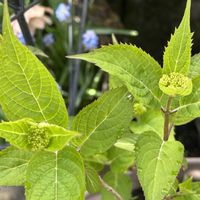 アジサイ,山紫陽花,ヤマアジサイ 紅,夏の花,花のある暮らしの画像