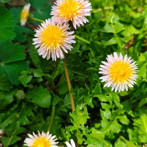 タンポポ,タンポポ,ガーデニング,ボタニカルライフ,山野草の画像