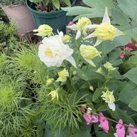 オダマキ,オダマキ,タイツリソウ,タイツリソウ,宿根・多年草の画像