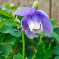 オダマキ,オダマキ,オダマキ,オダマキ,ガーデニングの画像