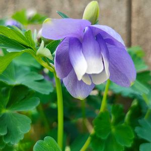 オダマキ,オダマキ,オダマキ,オダマキ,ガーデニングの画像