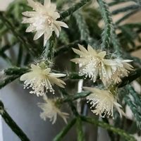 サボテン,リプサリス,リプサリス ピロカルパ,リプサリス　フロストシュガー,多肉植物の画像