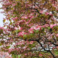 ハナミズキ,フジ,今日のお花  ハナミズキ,見事な大藤,素敵なキバナフジの画像