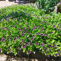 ネモフィラ,ガーデニング,ボタニカルライフ,お庭の植物,花のある暮らしの画像