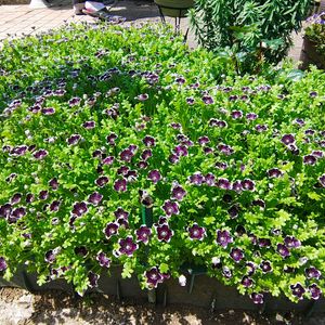 ネモフィラ,ガーデニング,ボタニカルライフ,お庭の植物,花のある暮らしの画像