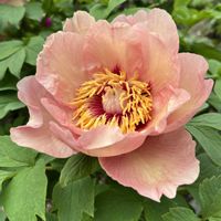 ボタン,京都府立植物園,牡丹園の画像