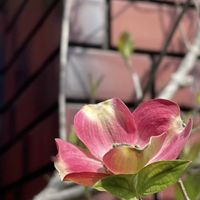 ハナミズキ,ヤマボウシ,ヤマボウシ,花水木,ハナミズキ（花水木）の画像