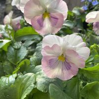 パンジー,ガーデニング,花のある暮らし,庭の画像