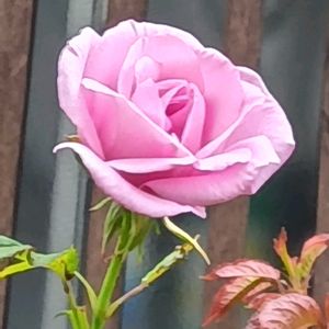 薔薇 あおい,鉢植え,花のある暮らし,小さい花壇,狭い花壇の画像