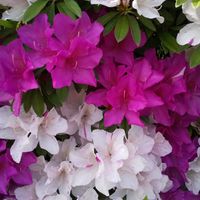 ツツジ,ツツジ,散歩の画像