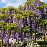 ツツジ,フジ,あしかがフラワーパーク,青い花マニア,チーム・ブルーの画像