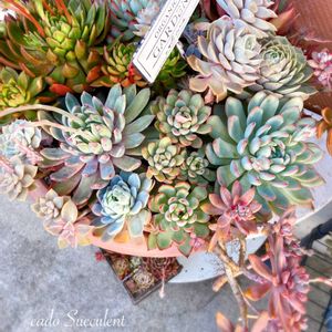 バラ,多肉植物,多肉寄せ植え,エケベリア属,外管理の画像