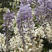 フジ,綺麗,素敵な出会いに感謝の画像