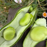 ソラマメ,千葉県,私のお庭,千葉県北西部,飴色玉ねぎの画像