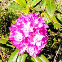 シャクナゲ,今年のGWは？の画像