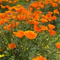 花菱草,カリフォルニアポピー,ケシ科,ハナビシソウ属,花の海の画像