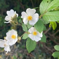 ノイバラ,ノイバラの画像