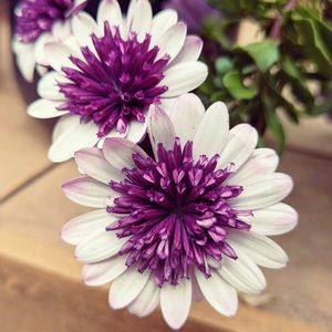 花のある暮らし,お花大好き♡,オステオスペルマム♡,テラスの画像