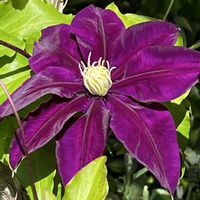 トレニア,トレニア,クレマチス はやて,フレンチラベンダー　ピンクサマー,フレンチラベンダー　ピンクサマーの画像