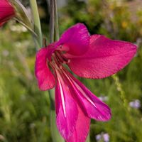 グラジオラスの画像