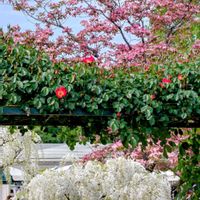 ツツジ,ハナミズキ,フジ,藤（ふじ）,咲き初めのバラの画像