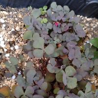 キキョウ,ユリ,ミヤマオダマキ,アオダモ,ローズマリー ウッドの画像