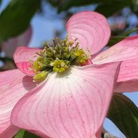 ハナミズキの画像