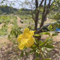 フジ,フジ,フジ,イペー,素敵な出会いの画像