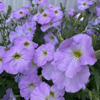 ペチュニア,ペチュニア,うどん県人会,駐車スペース,うどん県西支部の画像