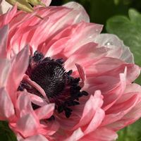 アネモネ,アネモネ,鉢植え,花のある暮らし,今朝の一枚の画像