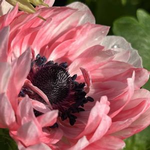 アネモネ,アネモネ,鉢植え,花のある暮らし,今朝の一枚の画像